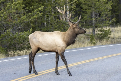 Bull Elk Yellowstone NP Sept 2024